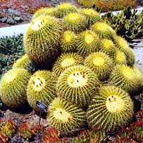 Echinocactus grusonii Seeds - Exotic Succulent Cactus - Combined Shipping - NEW