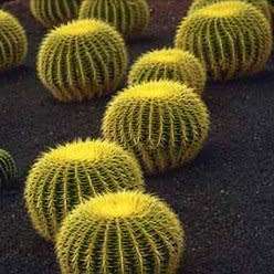 Echinocactus grusonii Seeds - Exotic Succulent Cactus - Combined Shipping - NEW