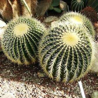 Echinocactus grusonii Seeds - Exotic Succulent Cactus - Combined Shipping - NEW