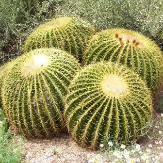 Echinocactus grusonii Seeds - Exotic Succulent Cactus - Combined Shipping - NEW