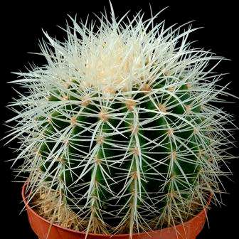 Echinocactus grusonii Seeds - Exotic Succulent Cactus - Combined Shipping - NEW
