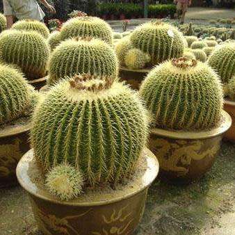 Echinocactus grusonii Seeds - Exotic Succulent Cactus - Combined Shipping - NEW