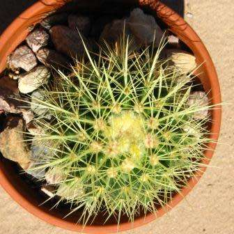 Echinocactus grusonii Seeds - Exotic Succulent Cactus - Combined Shipping - NEW