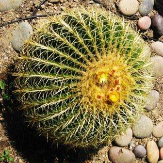 Echinocactus grusonii Seeds - Exotic Succulent Cactus - Combined Shipping - NEW