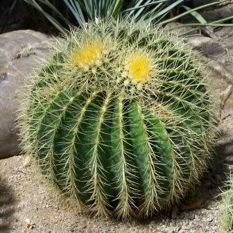 Echinocactus grusonii Seeds - Exotic Succulent Cactus - Combined Shipping - NEW