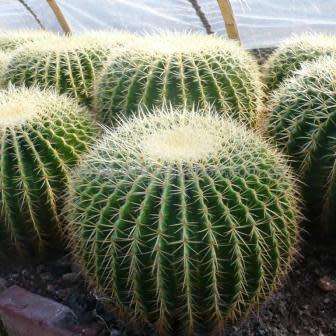 Echinocactus grusonii Seeds - Exotic Succulent Cactus - Combined Shipping - NEW