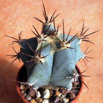 Echinocactus ingens Seeds - Exotic Cactus, Insured Combined Shipping, NEW