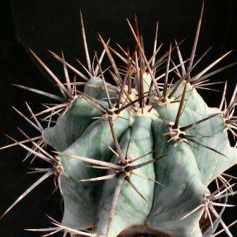 Echinocactus ingens Seeds - Exotic Cactus, Insured Combined Shipping, NEW
