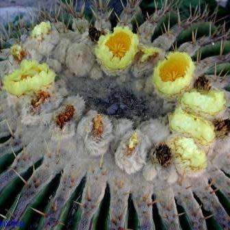 Echinocactus ingens Seeds - Exotic Cactus, Insured Combined Shipping, NEW