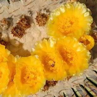 Echinocactus ingens Seeds - Exotic Cactus, Insured Combined Shipping, NEW