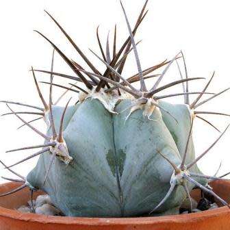 Echinocactus ingens Seeds - Exotic Cactus, Insured Combined Shipping, NEW