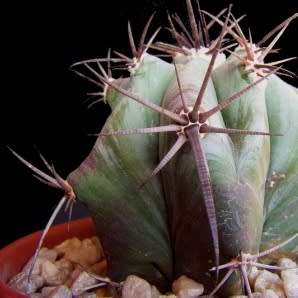 Echinocactus ingens Seeds - Exotic Cactus, Insured Combined Shipping, NEW