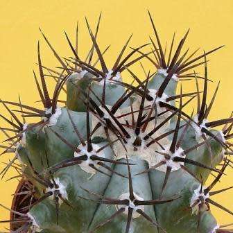 Echinocactus ingens Seeds - Exotic Cactus, Insured Combined Shipping, NEW