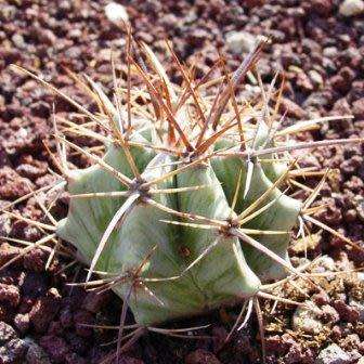 Echinocactus ingens Seeds - Exotic Cactus, Insured Combined Shipping, NEW
