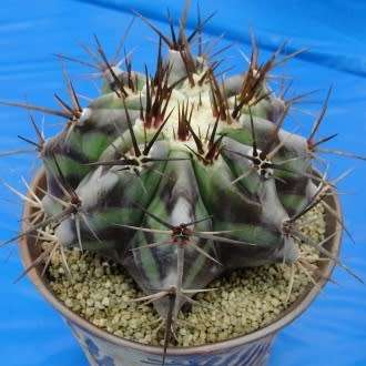 Echinocactus ingens Seeds - Exotic Cactus, Insured Combined Shipping, NEW