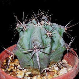 Echinocactus ingens Seeds - Exotic Cactus, Insured Combined Shipping, NEW