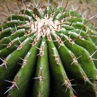 Echinocactus ingens Seeds - Exotic Cactus, Insured Combined Shipping, NEW
