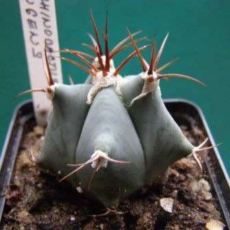 Echinocactus ingens Seeds - Exotic Cactus, Insured Combined Shipping, NEW