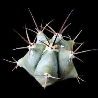 Echinocactus ingens Seeds - Exotic Cactus, Insured Combined Shipping, NEW