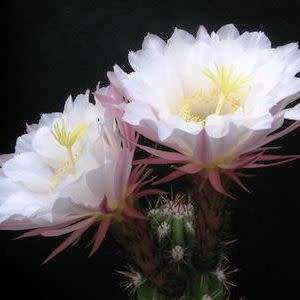 5 Echinopsis candicans var. gladiatus Seeds - Exotic Succulent Cactus - Combined Shipping