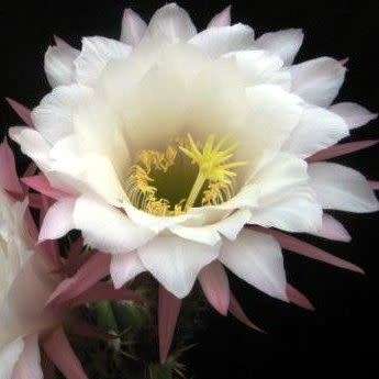 5 Echinopsis candicans var. gladiatus Seeds - Exotic Succulent Cactus - Combined Shipping