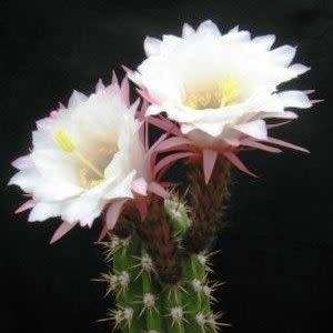 5 Echinopsis candicans var. gladiatus Seeds - Exotic Succulent Cactus - Combined Shipping
