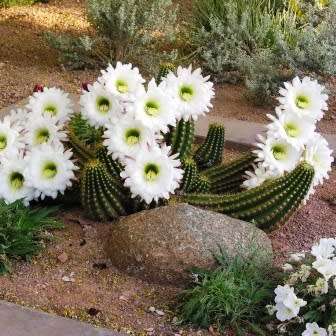 5 Echinopsis candicans var. gladiatus Seeds - Exotic Succulent Cactus - Combined Shipping