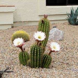 5 Echinopsis candicans var. gladiatus Seeds - Exotic Succulent Cactus - Combined Shipping