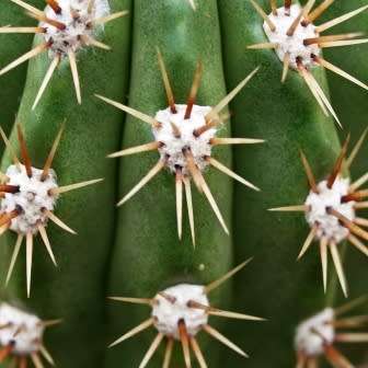 5 Echinopsis candicans var. gladiatus Seeds - Exotic Succulent Cactus - Combined Shipping