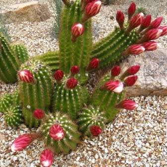5 Echinopsis candicans var. gladiatus Seeds - Exotic Succulent Cactus - Combined Shipping