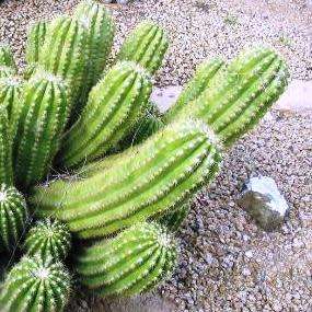 5 Echinopsis candicans var. gladiatus Seeds - Exotic Succulent Cactus - Combined Shipping