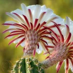 5 Echinopsis candicans var. gladiatus Seeds - Exotic Succulent Cactus - Combined Shipping