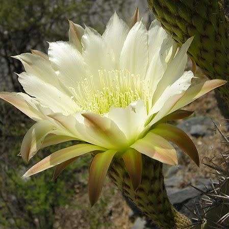 Echinopsis chiloensis Seeds - Exotic Succulent Cactus - Combined Shipping - NEW