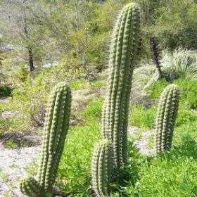 Echinopsis chiloensis Seeds - Exotic Succulent Cactus - Combined Shipping - NEW