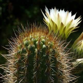 Echinopsis chiloensis Seeds - Exotic Succulent Cactus - Combined Shipping - NEW