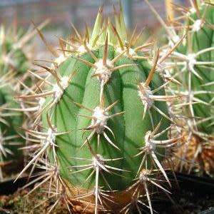 Echinopsis chiloensis Seeds - Exotic Succulent Cactus - Combined Shipping - NEW