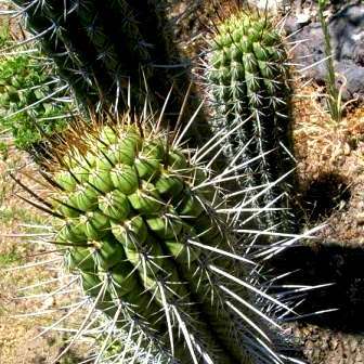 Echinopsis chiloensis Seeds - Exotic Succulent Cactus - Combined Shipping - NEW