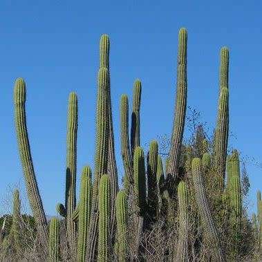 Echinopsis chiloensis Seeds - Exotic Succulent Cactus - Combined Shipping - NEW