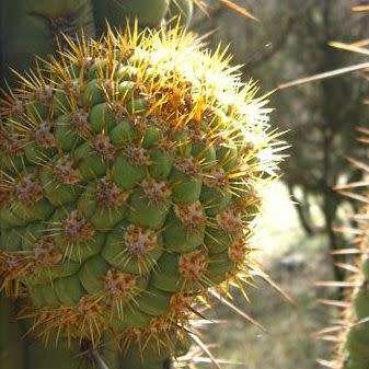 Echinopsis chiloensis Seeds - Exotic Succulent Cactus - Combined Shipping - NEW