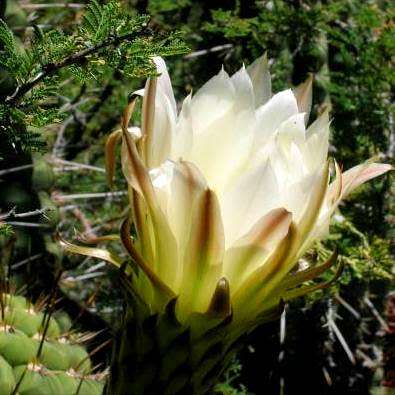 Echinopsis chiloensis Seeds - Exotic Succulent Cactus - Combined Shipping - NEW