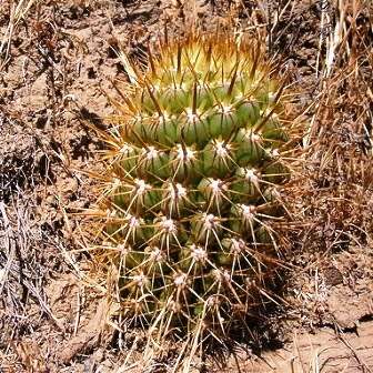 Echinopsis chiloensis ssp. litoralis Seeds - Exotic Succulent Cactus - NEW
