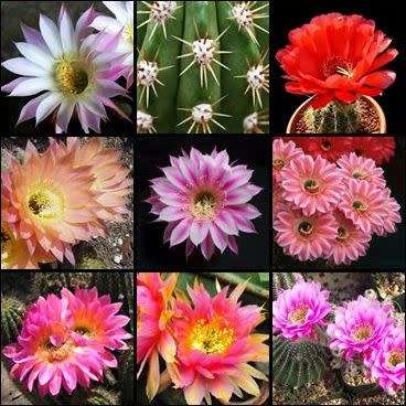 Echinopsis Mixed Species - 10 Seed Pack - Exotic Cactus - Insured Combined Shipping, NEW