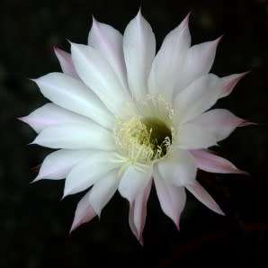 Echinopsis rhodotricha - 5 Seed Pack- Exotic Succulent Cactus - Insured Combined Shipping, NEW