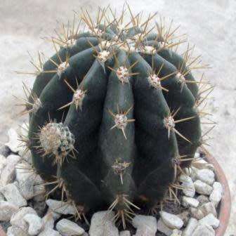 Echinopsis rhodotricha - 5 Seed Pack- Exotic Succulent Cactus - Insured Combined Shipping, NEW