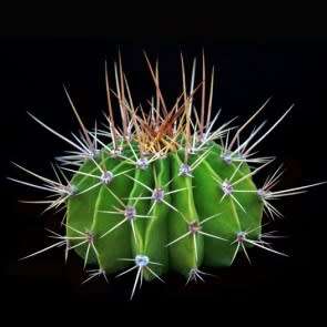 Echinopsis rhodotricha - 5 Seed Pack- Exotic Succulent Cactus - Insured Combined Shipping, NEW