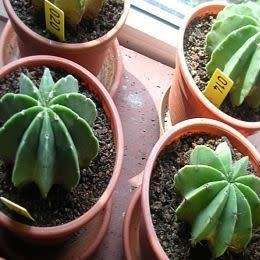 Echinopsis rhodotricha - 5 Seed Pack- Exotic Succulent Cactus - Insured Combined Shipping, NEW