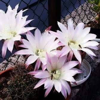 Echinopsis rhodotricha - 5 Seed Pack- Exotic Succulent Cactus - Insured Combined Shipping, NEW