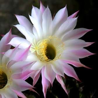 Echinopsis rhodotricha - 5 Seed Pack- Exotic Succulent Cactus - Insured Combined Shipping, NEW