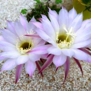 Echinopsis rhodotricha - 5 Seed Pack- Exotic Succulent Cactus - Insured Combined Shipping, NEW