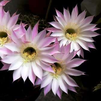 Echinopsis rhodotricha - 5 Seed Pack- Exotic Succulent Cactus - Insured Combined Shipping, NEW